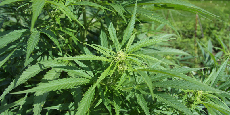 Illegaler Cannabisanbau in Dattenfeld