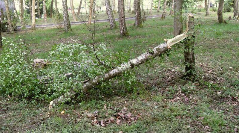 Mann bei privaten Baumfällarbeiten schwer verletzt