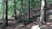 Leserbrief zu den Baumfällungen im Naturschutzgebiet zwischen Dreisel und Dattenfeld