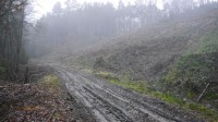 Bundesweiter Waldreport 2016 des BUND vorgestellt – Windeck auf der Negativliste