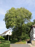 Fällung einer 260 Jahre alten Naturdenkmal-Linde in Rosbach
