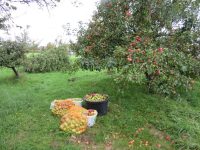 Äpfel und Birnen werden in Pracht zu Gunsten der Kindergartenkinder und der Senioren geerntet