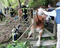 Pferd beim Überqueren einer Holzbrücke auf dem Natursteig Sieg eingebrochen