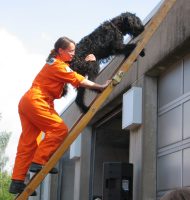 Feuerwehr Hamm sucht Hundeführer-Nachwuchs