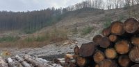 FDP Windeck: Der Windecker Wald – Wiederaufforstung – Wir wollen helfen