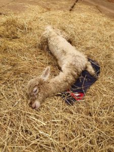 Fremd Alpakafohlen auf Alpakahof abgelegt