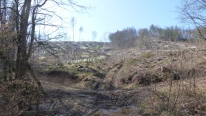 Naturkundliche Rundwanderung – Wald – Zerstörung und Wiederaufbau