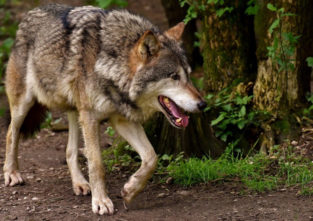 Wölfe in Windeck: Nachwuchs beim Leuscheider Rudel
