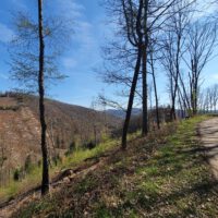 Nutscheid Hohes Wäldchen Wandern Wald